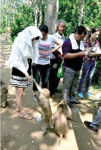 鄭州一景區(qū)猴子傷游客、毀麥田 讓人很頭疼