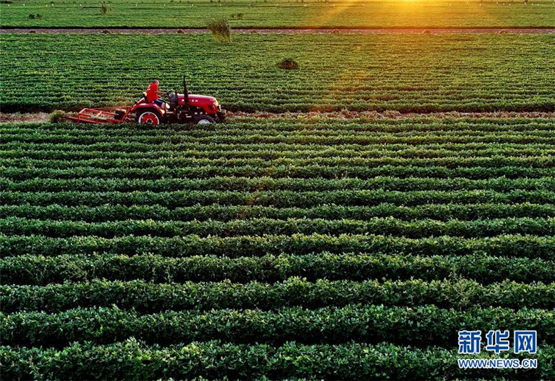 灤縣灤城街道辦事處楊家院村的農(nóng)民在收獲花生（9月8日無人機拍攝）。近年來，河北省灤縣圍繞農(nóng)業(yè)供給側(cè)結(jié)構(gòu)性改革，根據(jù)當?shù)赝临|(zhì)狀況引導(dǎo)扶持農(nóng)民成立花生專業(yè)種植合作社，規(guī)模化種植高產(chǎn)優(yōu)質(zhì)花生，取得良好的效果。據(jù)介紹，目前該縣花生種植面積達25萬畝，年產(chǎn)值達6億元。新華社記者 楊世堯 攝