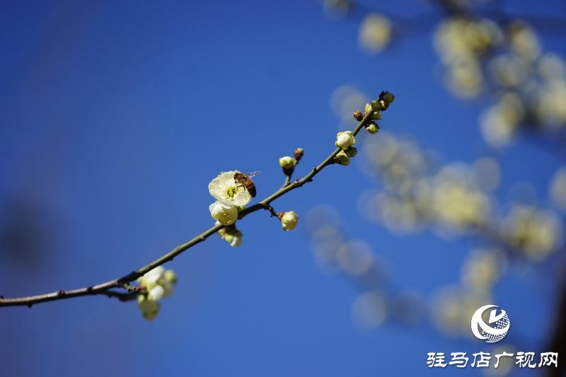 你看，紅梅、白梅、迎春花