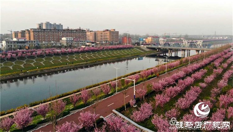 現(xiàn)在的西平正是海棠盛花期，花色粉嫩，色彩艷麗。由于當(dāng)下疫情防控正處于關(guān)鍵時期，大家還不能聚集去現(xiàn)場賞花。縣融媒體中心將通過網(wǎng)絡(luò)的形式，專業(yè)團(tuán)隊(duì)對海棠花盛開美景進(jìn)行拍攝，通過云上西平客戶端、西平融媒體抖音平臺，讓廣大游客足不出戶，即可全方位、立體式、不間斷地欣賞到美麗的海棠花。