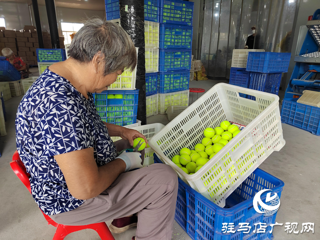 泌陽縣馬谷田鎮:“引鳳歸巢”助發展 鄉村經濟煥活力