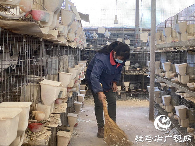 駐馬店市驛城區:致富路上“鴿”聲嘹亮