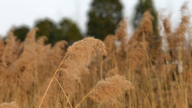 冬日秀水公園：蘆葦搖曳處  詩意自然景