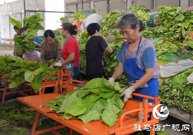 泌陽縣郭集鎮(zhèn)楊樹崗村駐村工作隊:全會精神指路線 實干篤行謀幸福