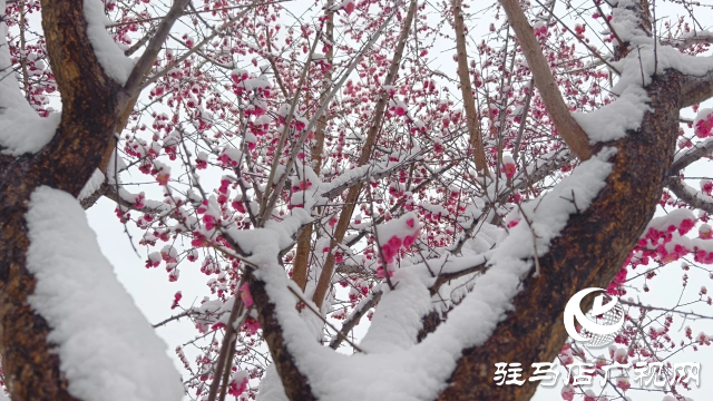 駐馬店雙龍公園:雪舞梅香 詩意盎然