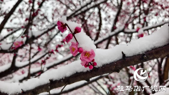 駐馬店雙龍公園:雪舞梅香 詩意盎然