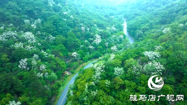 雨中流蘇綻放老樂山 如雪似瀑引游人沉醉
