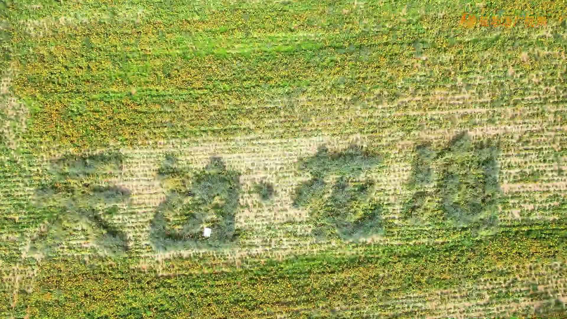 驛城區魏莊村：十余種花卉盛放 天邊花海繪就水彩畫
