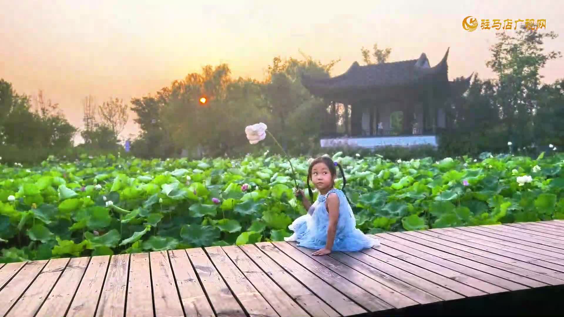 【大美天中】駐馬店：練江湖東段荷花競放 繪就夏日生態畫卷