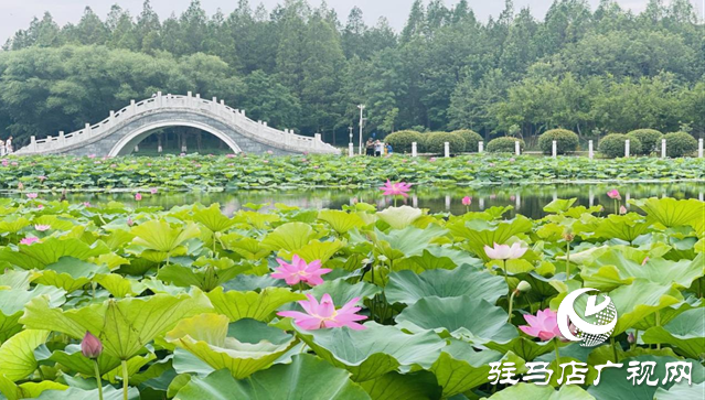 夏日限定!置地公園荷花盛開 成為市民賞荷打卡好去