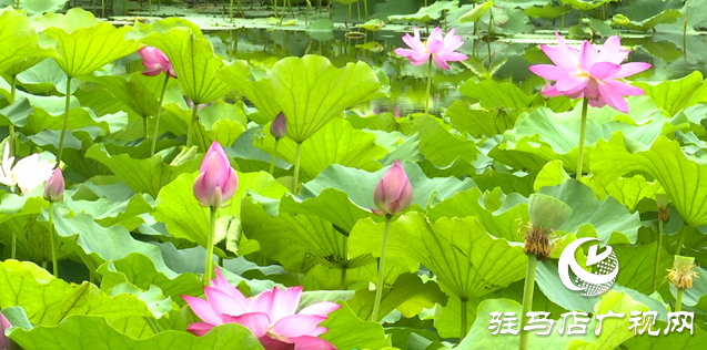 夏日限定!置地公園荷花盛開 成為市民賞荷打卡好去