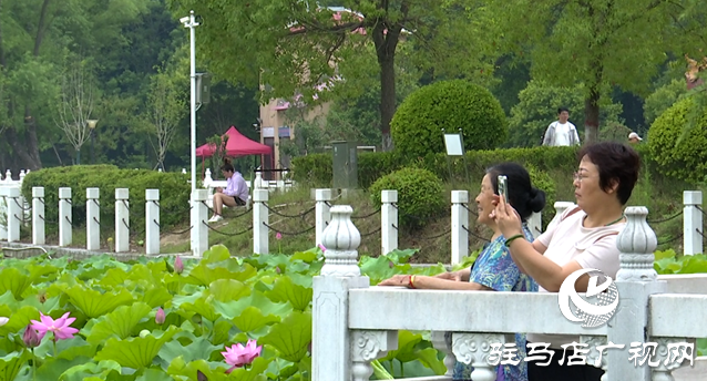 夏日限定!置地公園荷花盛開 成為市民賞荷打卡好去