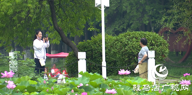 夏日限定!置地公園荷花盛開 成為市民賞荷打卡好去