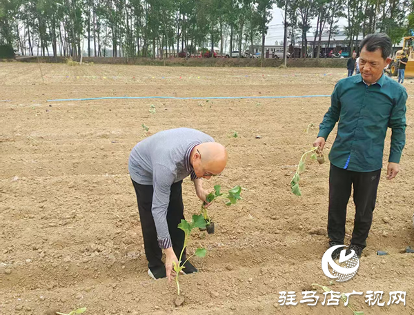 小葫蘆大產業 特色種植繪就鄉村振興新圖景