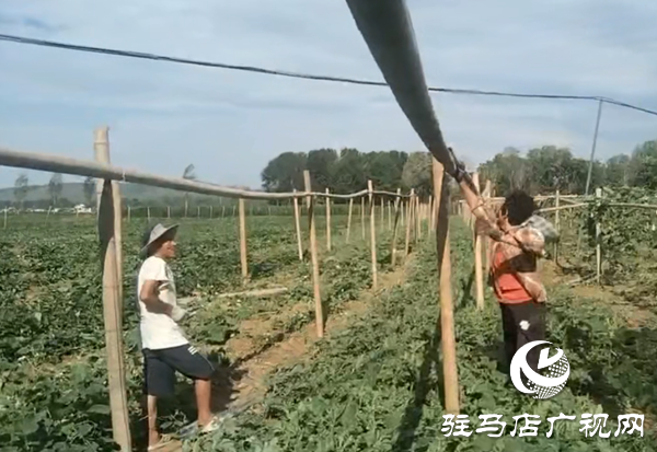 小葫蘆大產業 特色種植繪就鄉村振興新圖景