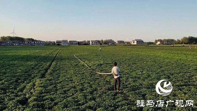 新蔡縣磚店鎮(zhèn):干群同心抗旱情 全力保秋穩(wěn)增收