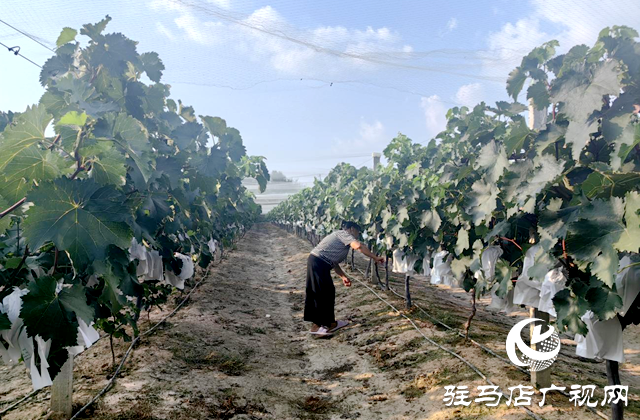 驛城區沙河店鎮楊莊村:葡萄藤下好光景