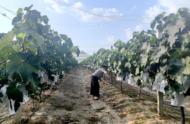 驛城區沙河店鎮楊莊村：葡萄藤下好光景