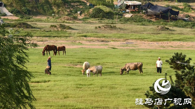 錦繡泌陽:藏在山水間的生態畫卷
