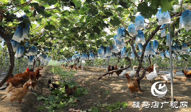 驛城區(qū):葡萄架下“種養(yǎng)循環(huán)” 生態(tài)農(nóng)業(yè)結(jié)出“致富果”