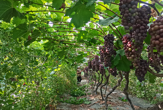 驛城區：葡萄架下“種養循環” 生態農業結出“致富果”