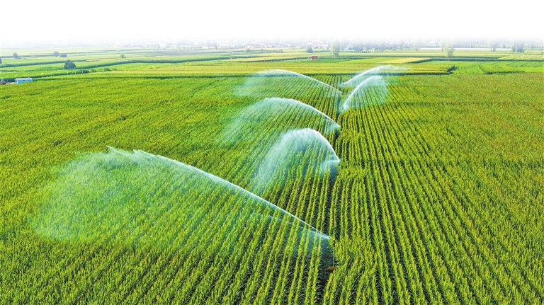 全力打好抗旱保秋攻堅戰