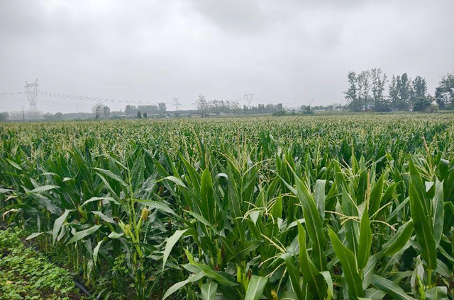 驛城區水屯鎮：久旱逢甘霖 莊稼煥生機