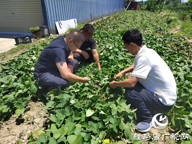 上蔡縣楊屯鄉(xiāng)楊仕位村：因地制宜發(fā)展特色種植 幫助村民實現(xiàn)持續(xù)增收