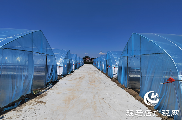 上蔡縣楊屯鄉(xiāng)楊仕位村：因地制宜發(fā)展特色種植 幫助村民實現(xiàn)持續(xù)增收