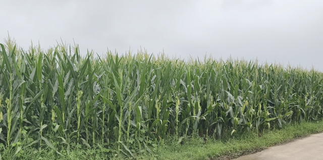 驛城區：田間地頭送技術 全力筑牢玉米穩產根基
