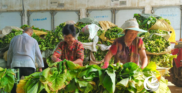 泌陽縣郭集鎮：煙葉烘烤進入收官季“金葉子”鋪就致富路