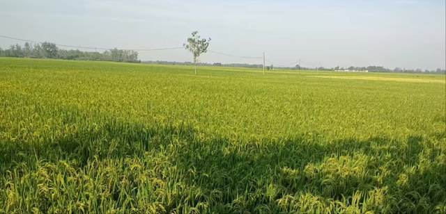 正陽縣陡溝鎮尚田村：百眼機井成為村民豐收的“希望井”