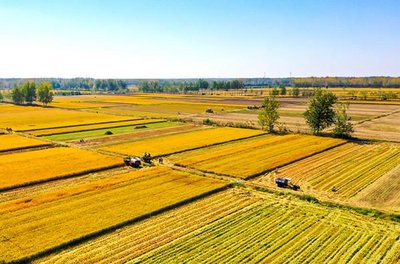 秋糧全面進入產量形成關鍵期 主產區多措并舉“蟲口奪糧”保豐收