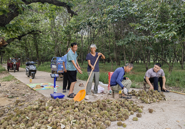 確山縣石滾河鎮何大廟村：特色板栗鋪就鄉村振興致富路
