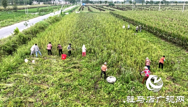 平輿千畝芝麻種植基地芝麻開鐮 傳統農耕繪就金色豐收圖景