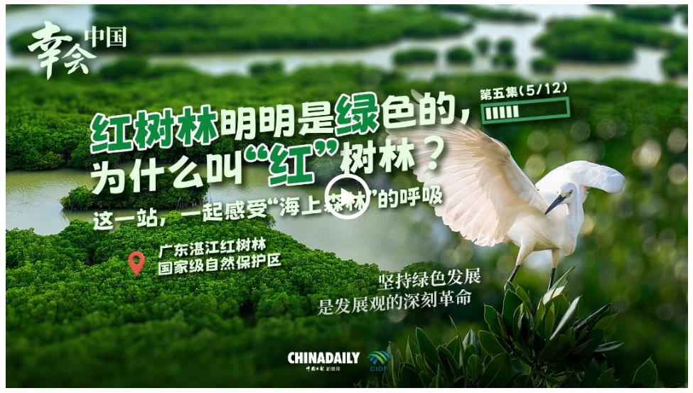 幸會中國 | 中國海上綠色“長城”，見證綠色發(fā)展的深刻革命