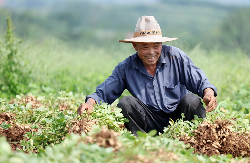 山地花生喜豐收