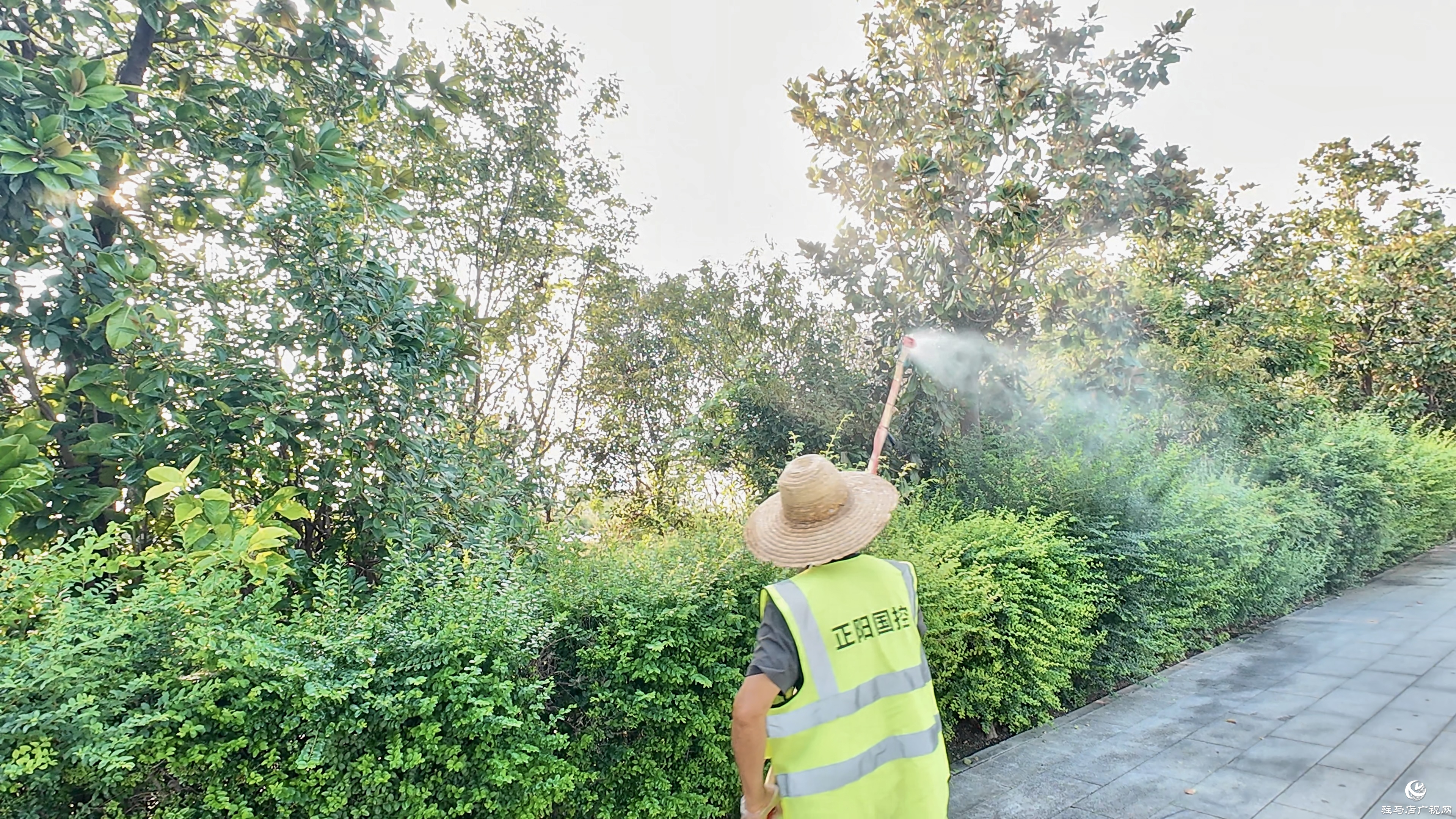 正陽縣城市管理局:多措并舉科學防治白粉虱 守護城市宜居環(huán)境