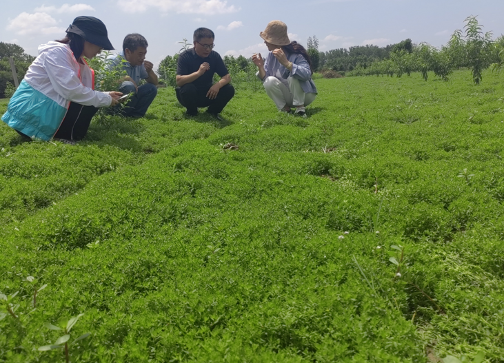 “小草藥”孕育“大標(biāo)準(zhǔn)”:確山鵝不食草規(guī)范化種植助農(nóng)增收