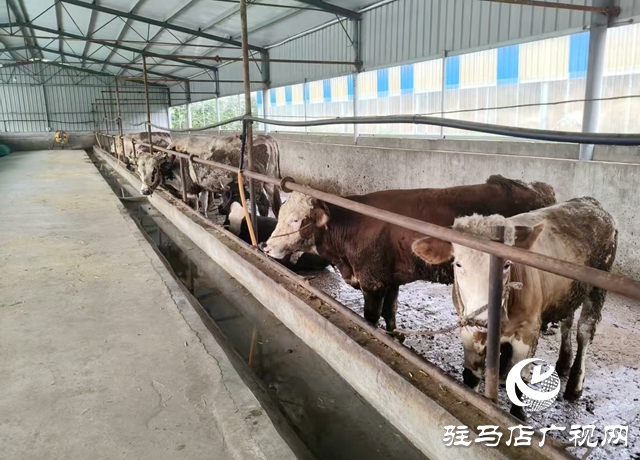 確山縣新安店鎮:深耕夏南牛養殖 樹立鄉村產業新標桿