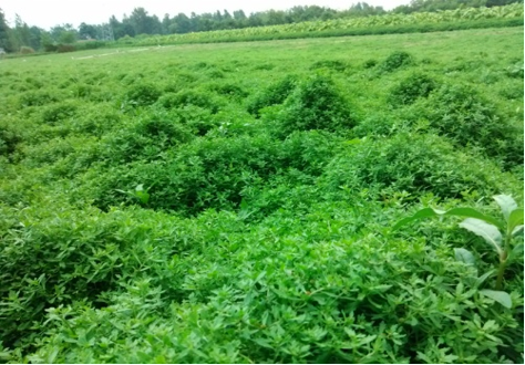 “小草藥”孕育“大標(biāo)準(zhǔn)”:確山鵝不食草規(guī)范化種植助農(nóng)增收