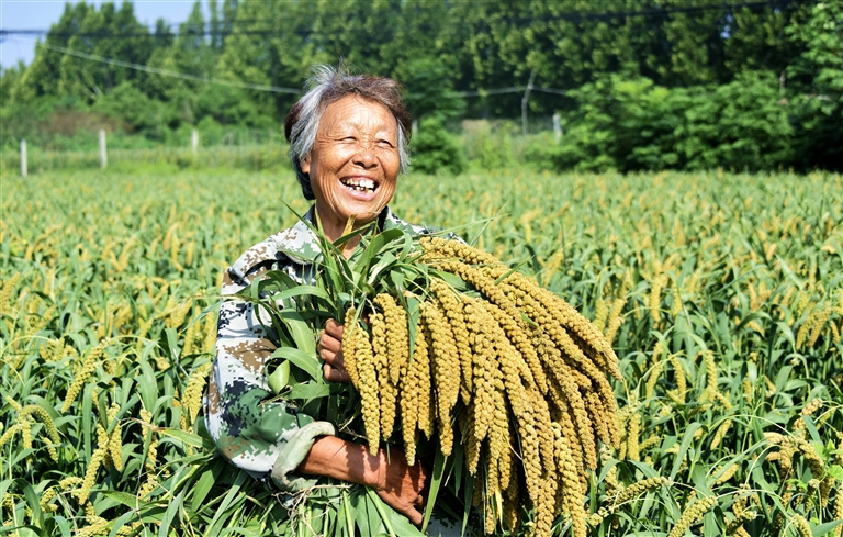 沃野良田豐收正當時