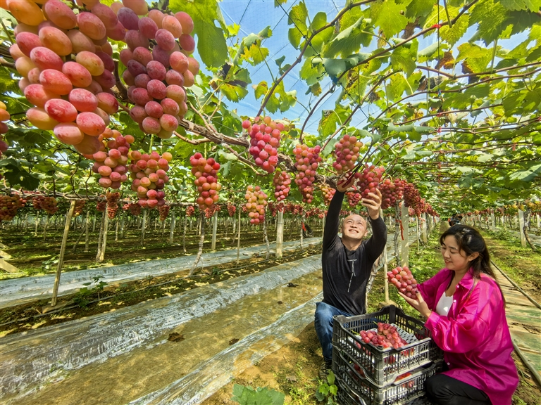 沃野良田豐收正當時