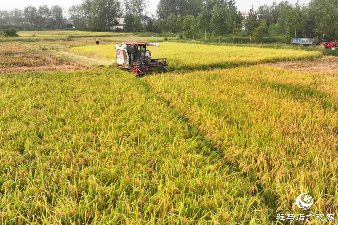 正陽:秋分至 水稻收獲忙
