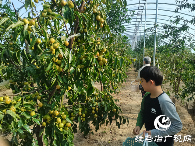 驛城區:冬棗豐收季里果農忙 特色產業繪就鄉村振興新圖景