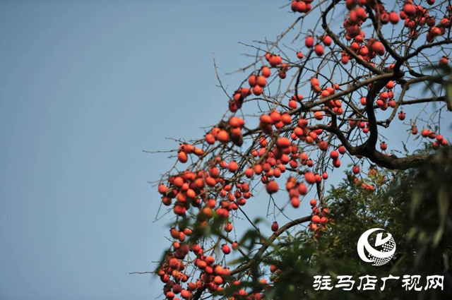 詩詠金秋 筆繪豐年