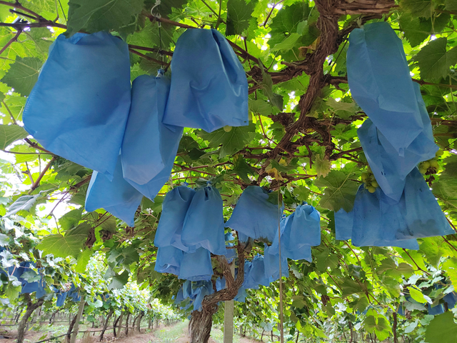 西平縣人和鄉河沿張村：有機葡萄“串”起致富路 拓寬村民增收渠道