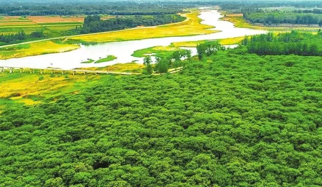 正陽縣皮店鄉潘店村千畝板栗迎來豐收季