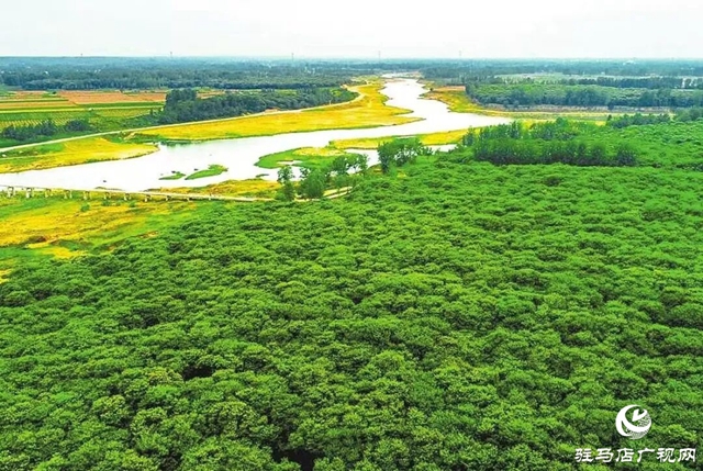 正陽縣皮店鄉潘店村千畝板栗迎來豐收季
