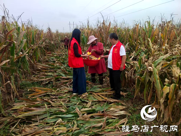 平輿縣李屯鎮：黨員干部奔一線 聯動尋策助農忙